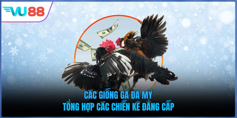 Các Giống Gà Đá Mỹ - Tổng Hợp Các Chiến Kê Đẳng Cấp