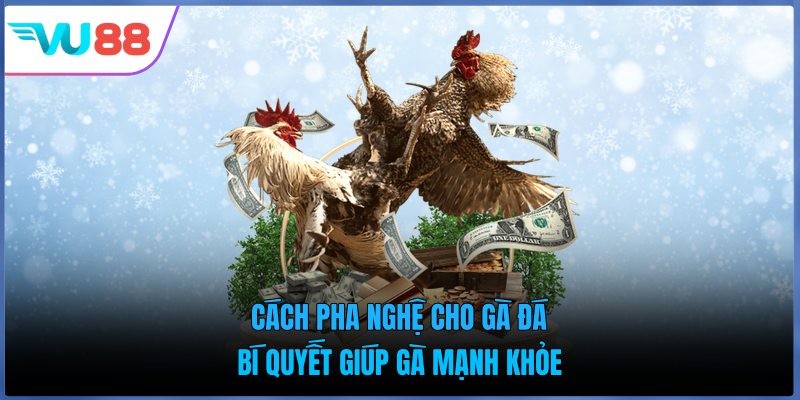 Cách Pha Nghệ Cho Gà Đá - Bí Quyết Giúp Gà Mạnh Khỏe