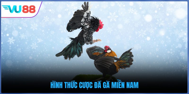 Hình thức cược đá gà miền Nam
