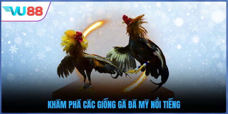 Khám phá các giống gà đá Mỹ nổi tiếng