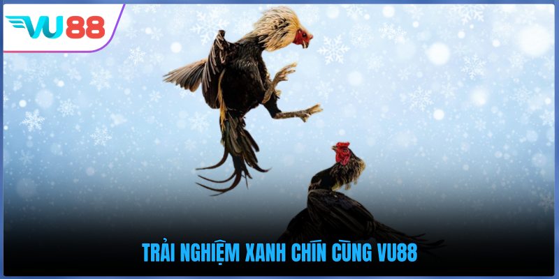 Trải nghiệm xanh chín cùng VU88
